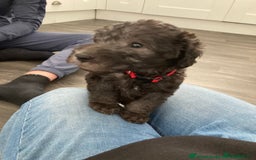 Bedlington Terrier dogs for stud: KC Registered Bedlington Terrier Stud in Ferryhill - Image 36