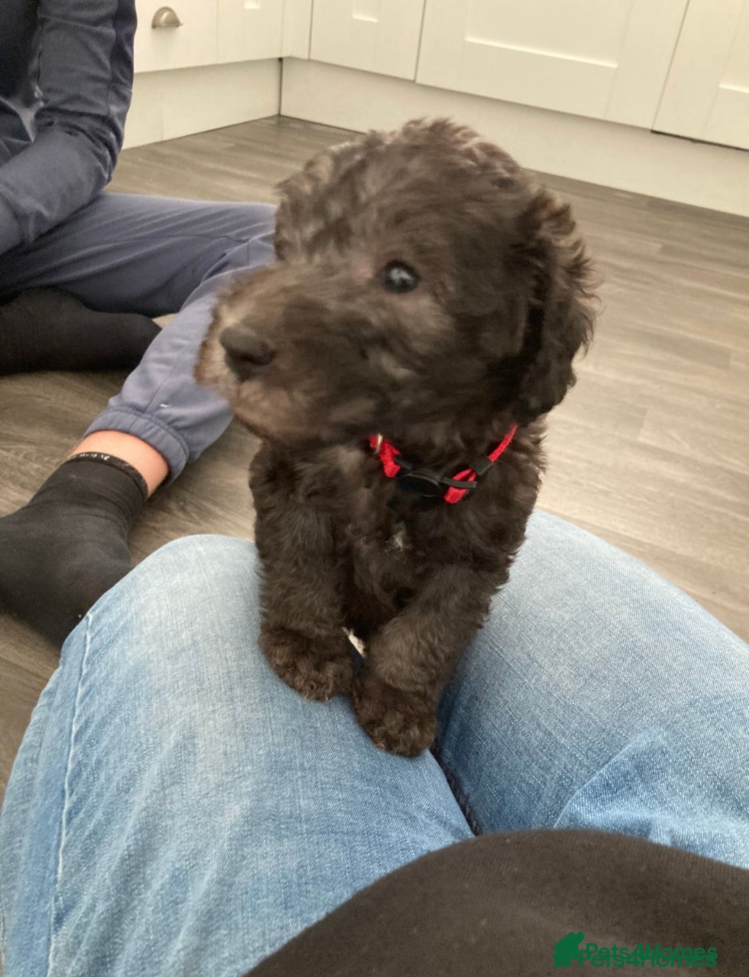 Bedlington Terrier dogs for stud: KC Registered Bedlington Terrier Stud in Ferryhill - Image 36
