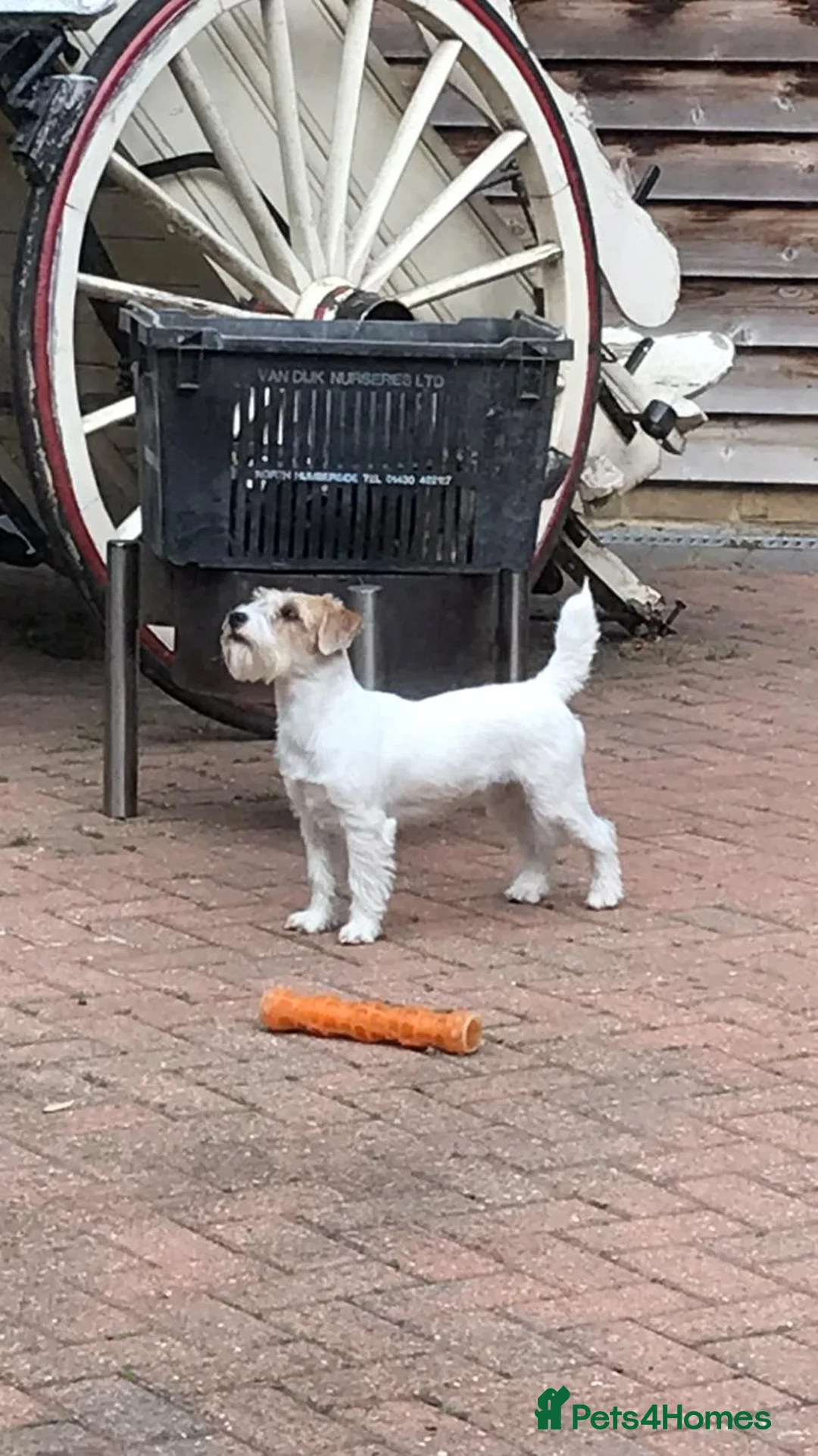 Mixed Breed dogs for sale: Sealyham / Lucas terrier type - Advert 4