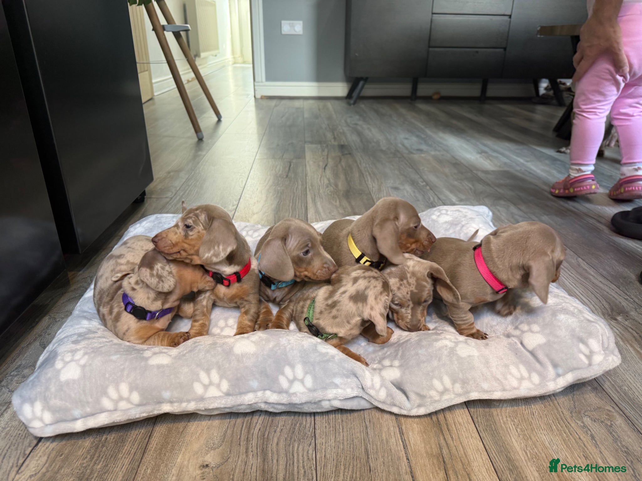 Miniature Dachshund dogs Miniature Dachshund Puppies – Champion Bloodline - Advert 1