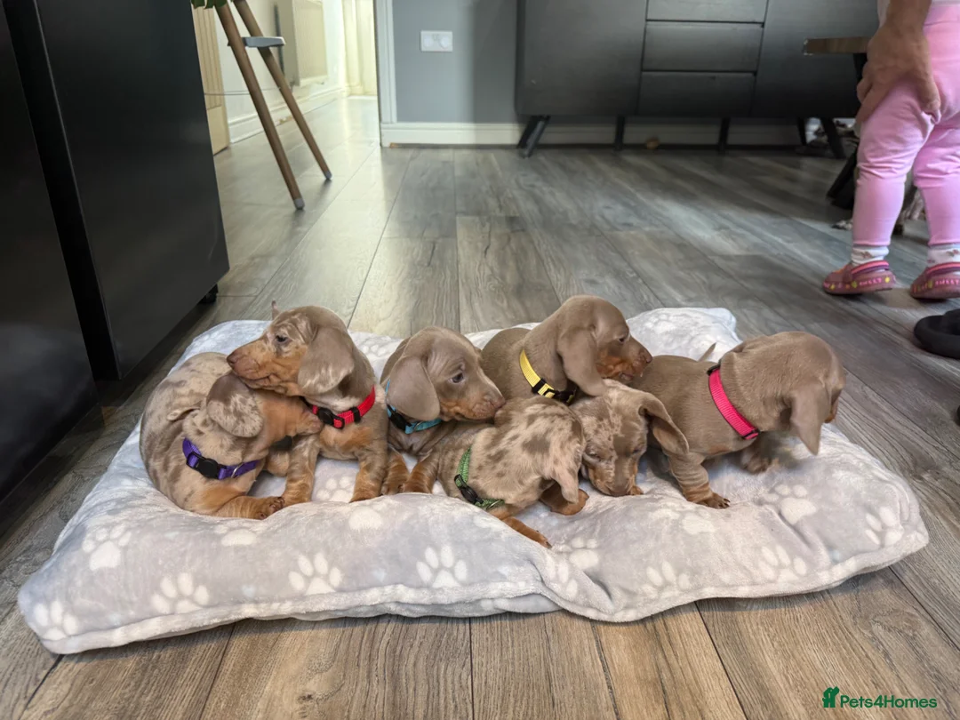 Miniature Dachshund dogs for sale: Miniature Dachshund Puppies – Champion Bloodline - Advert 1