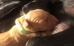 Labrador Retriever dogs for sale: Stunning Pure Labrador retriever puppies - Image 10