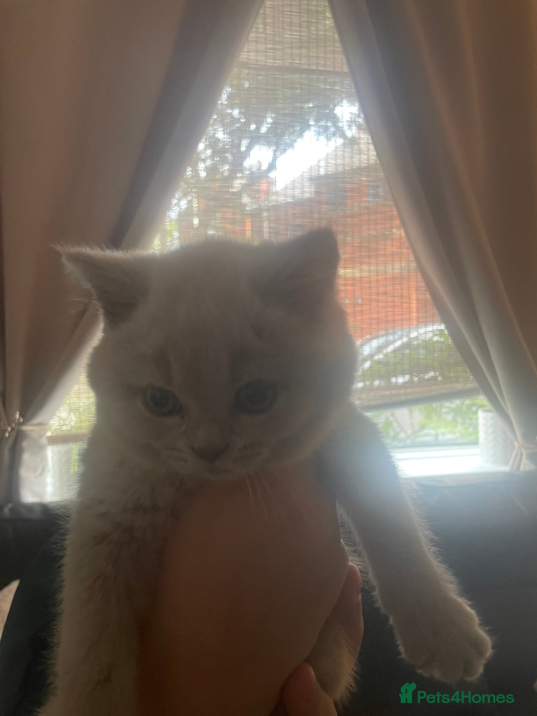 British Shorthair cats for sale: Beautiful British short hair kittens  - Image 21
