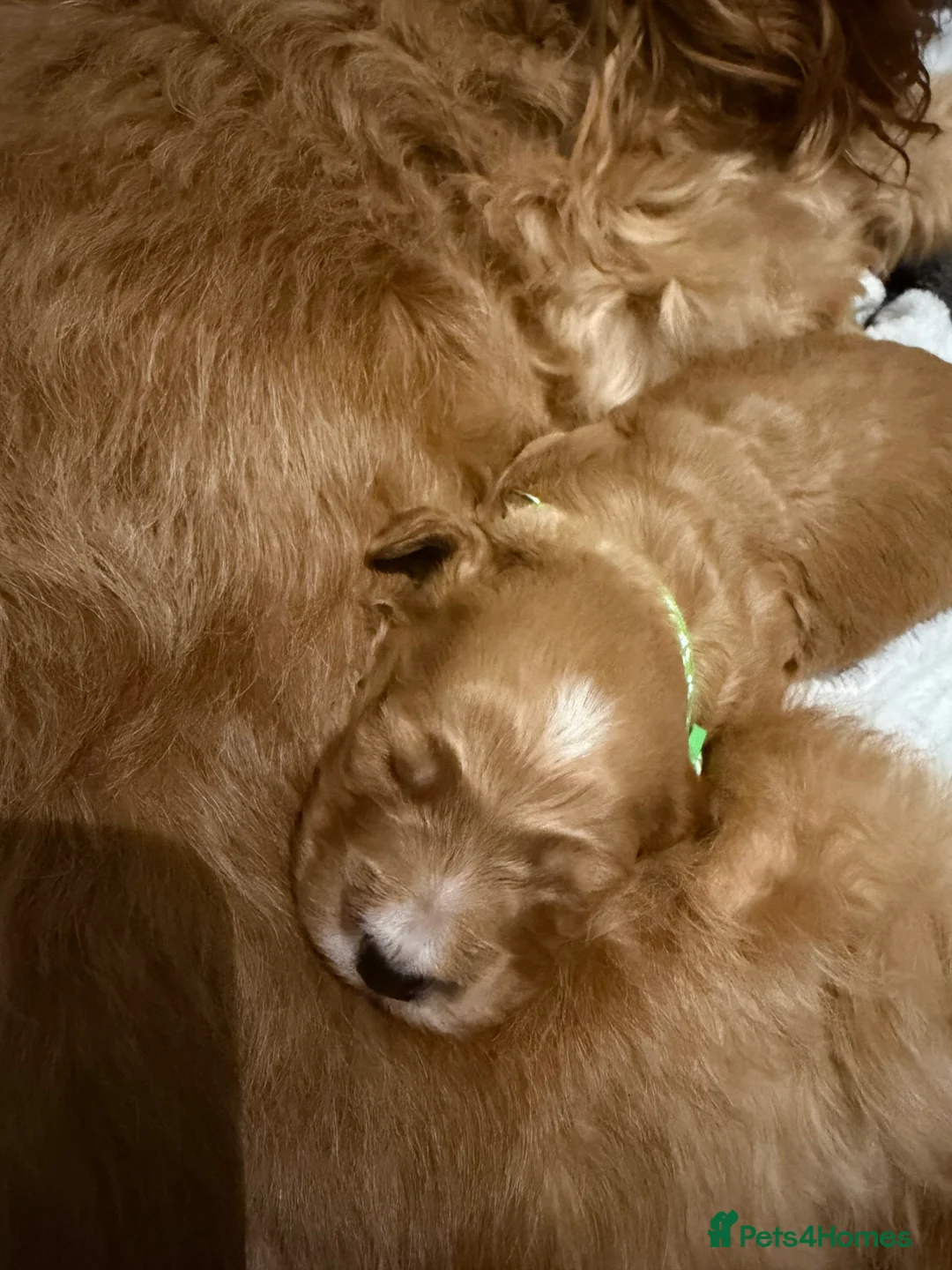 Cockapoo dogs for sale: Ready now! 1 boy, 1 girl left cockapoo puppies  - Advert 33