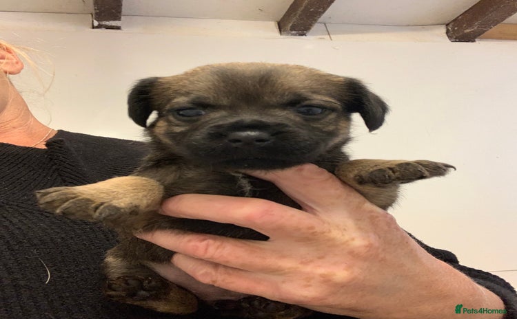 Border Terrier dogs - Advert 2