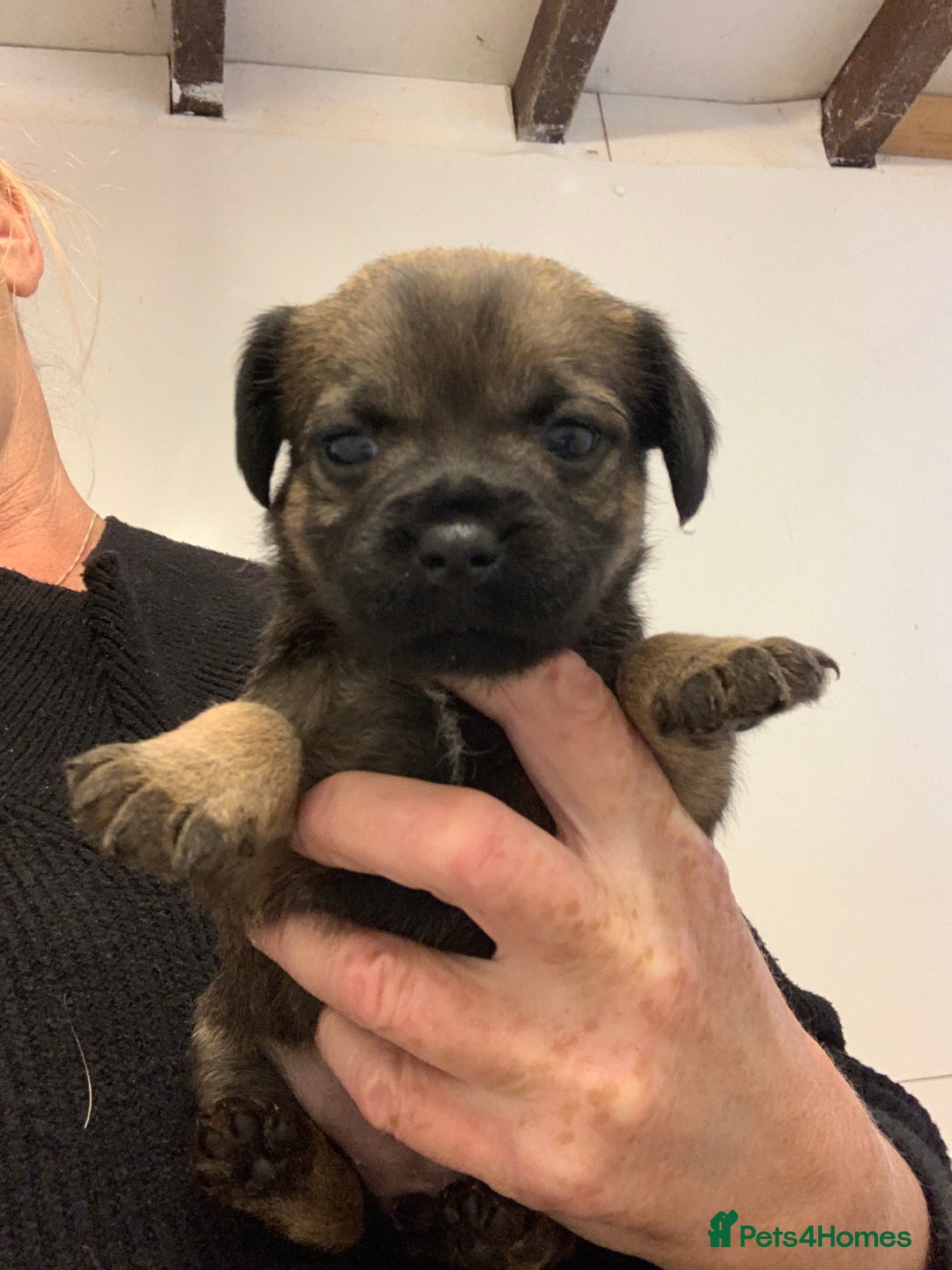 Border Terrier dogs for sale: Quality litter KC Border Terrier pups slem clear - Image 1