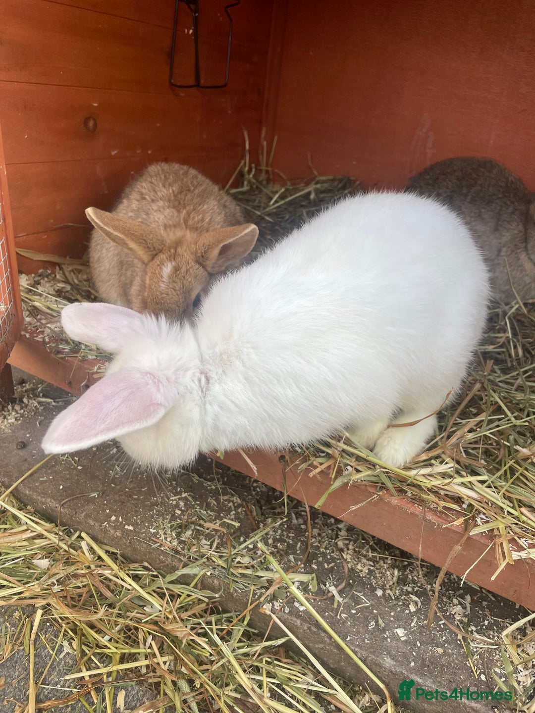 Mixed Breed rabbits for sale: 3 male baby rabbits 12 weeks old - Advert 7