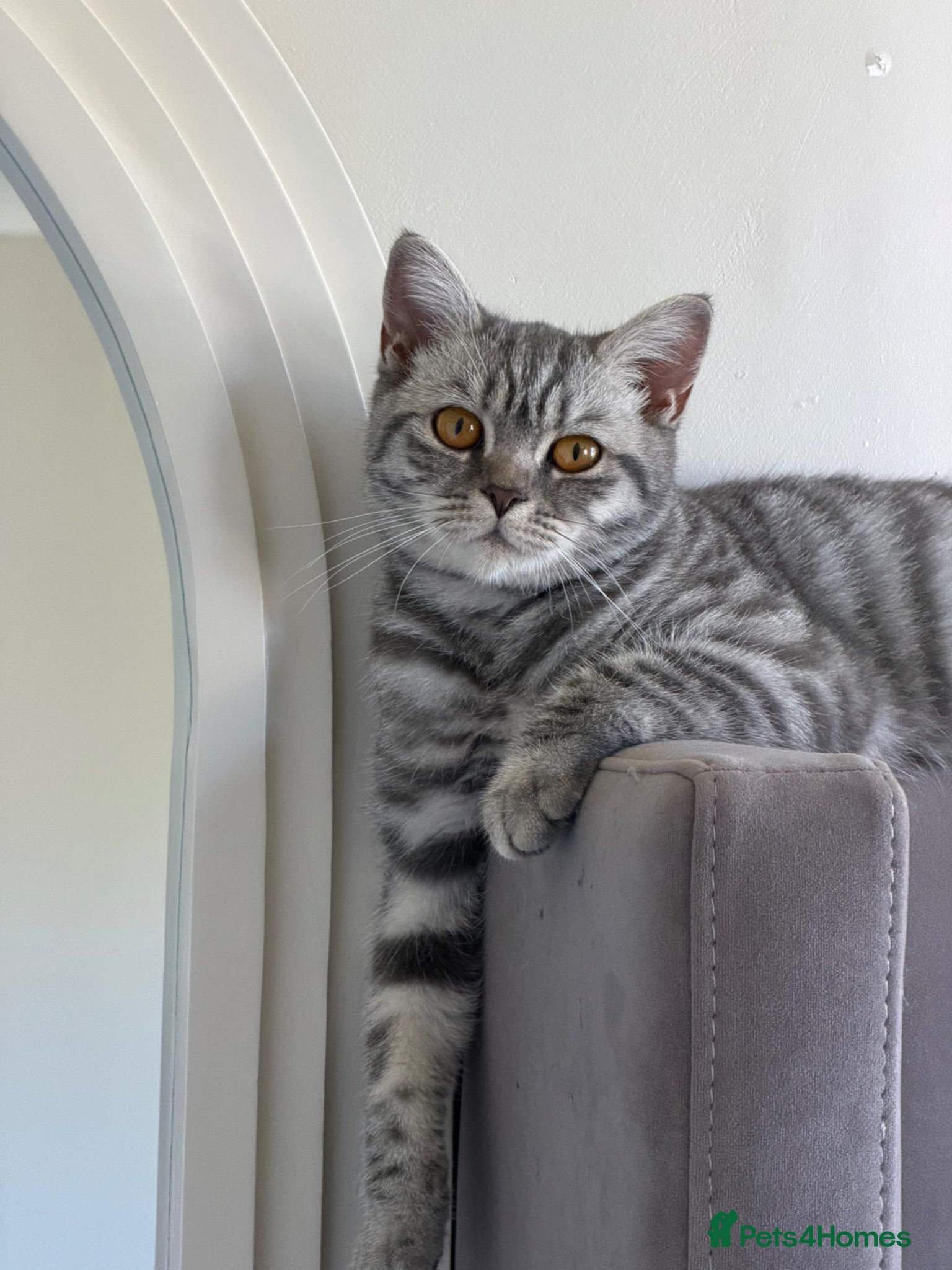 British Shorthair cats Female British shorthair  - Advert 1
