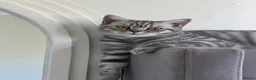 British Shorthair cats for sale: Female British shorthair  - Advert 1