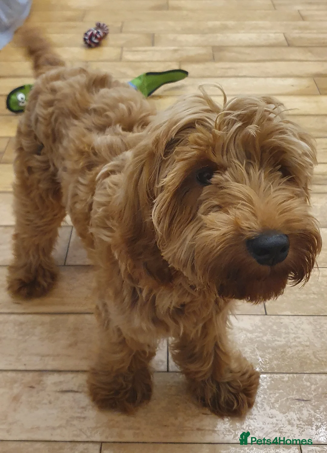 Cockapoo dogs for sale: Male cockapoo pup for sale - Advert 2