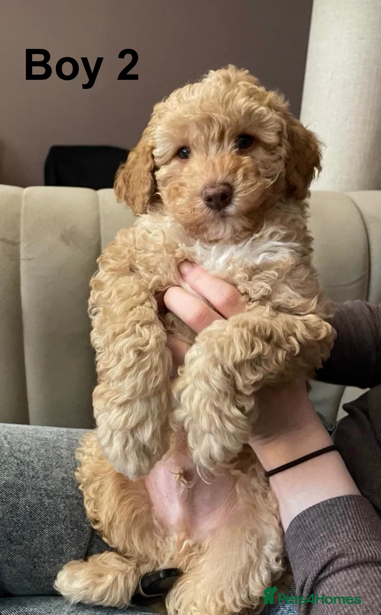 Cavapoo dogs 💥ONE BOY LEFT-READY TO LEAVE NOW💥 F1B Cavapoos. - Advert 1