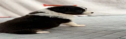 Australian Shepherd dogs for sale: Kc Australia shepherd puppies health test parents - Advert 4