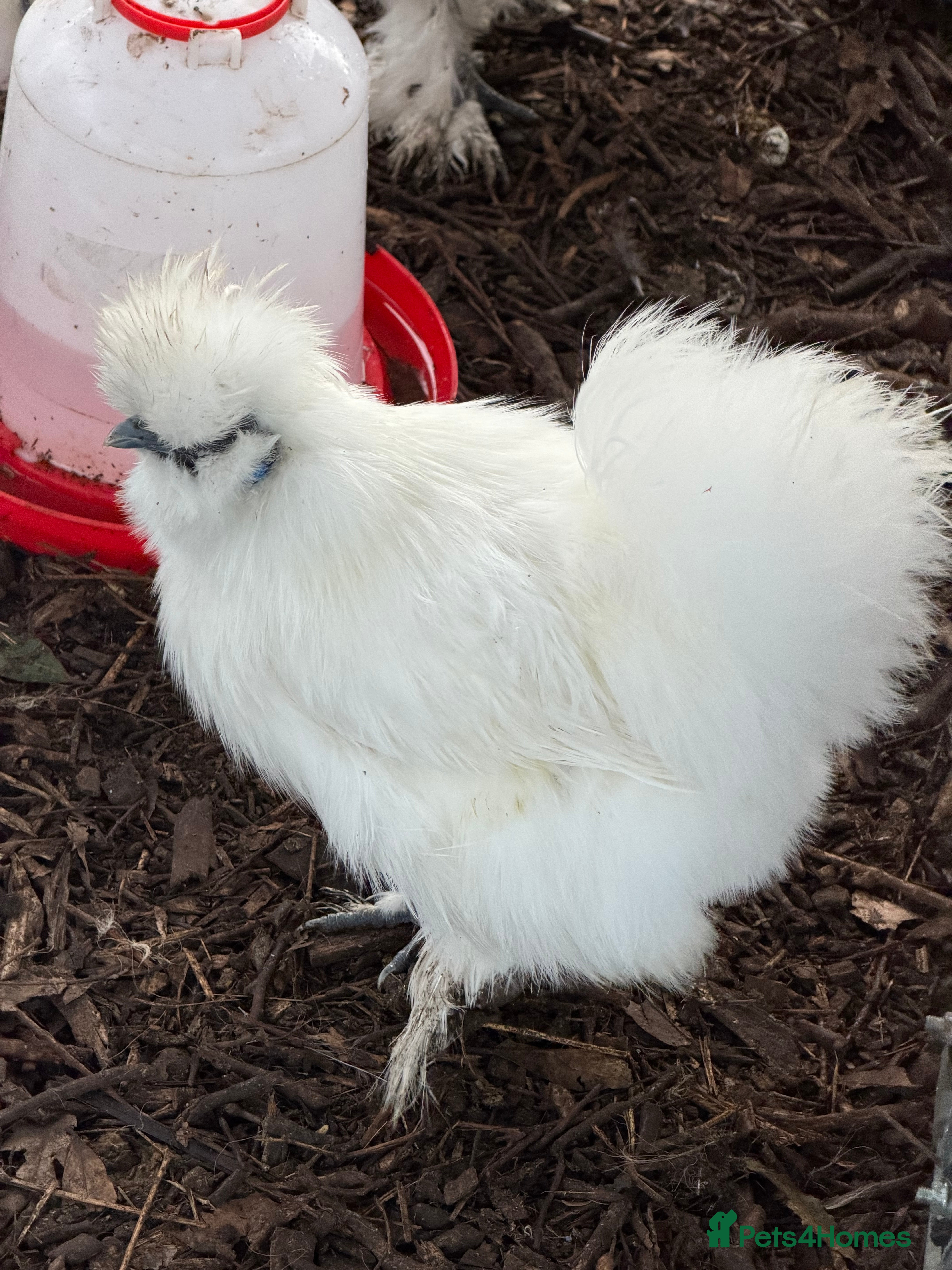 Chickens poultry ⭐️Silkie chicks and hatching eggs⭐️ - Advert 1