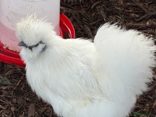 Chickens poultry ⭐️Silkie chicks and hatching eggs⭐️ - Advert 1