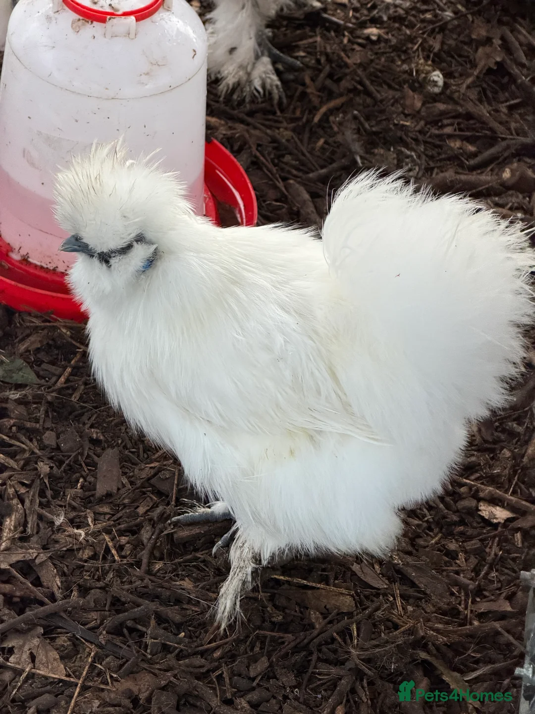 Chickens poultry for sale: ⭐️Silkie chicks and hatching eggs⭐️ - Advert 1