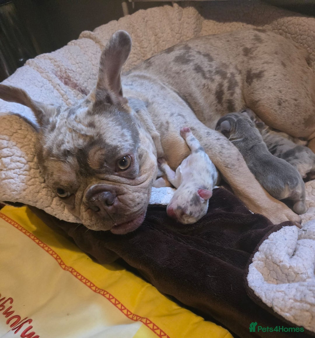 French Bulldog dogs for sale: French bulldog Puppy  😍 - Advert 2
