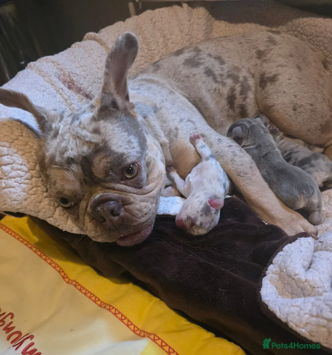 French Bulldog dogs for sale: French bulldog Puppy  😍 - Advert 2