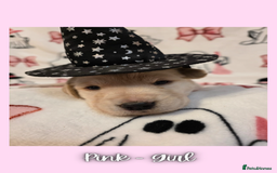 Goldador dogs for sale: Goldador puppies - Image 25