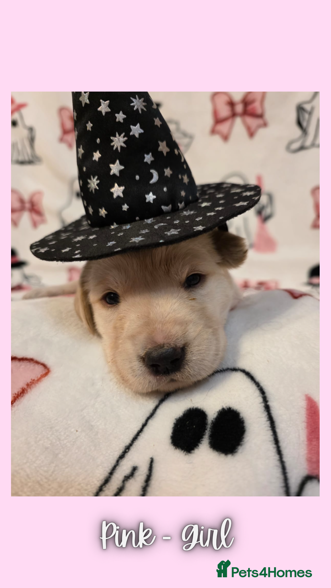 Goldador dogs for sale: Goldador puppies - Image 25