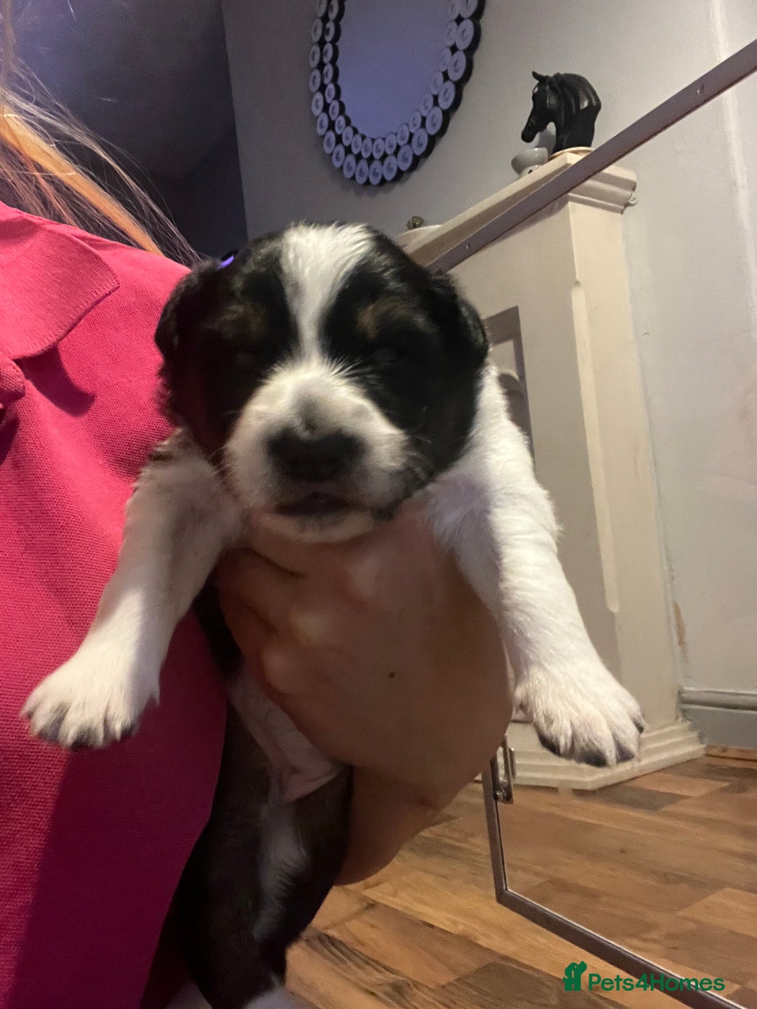 Border Collie dogs for sale: Border collie puppies  - Image 4