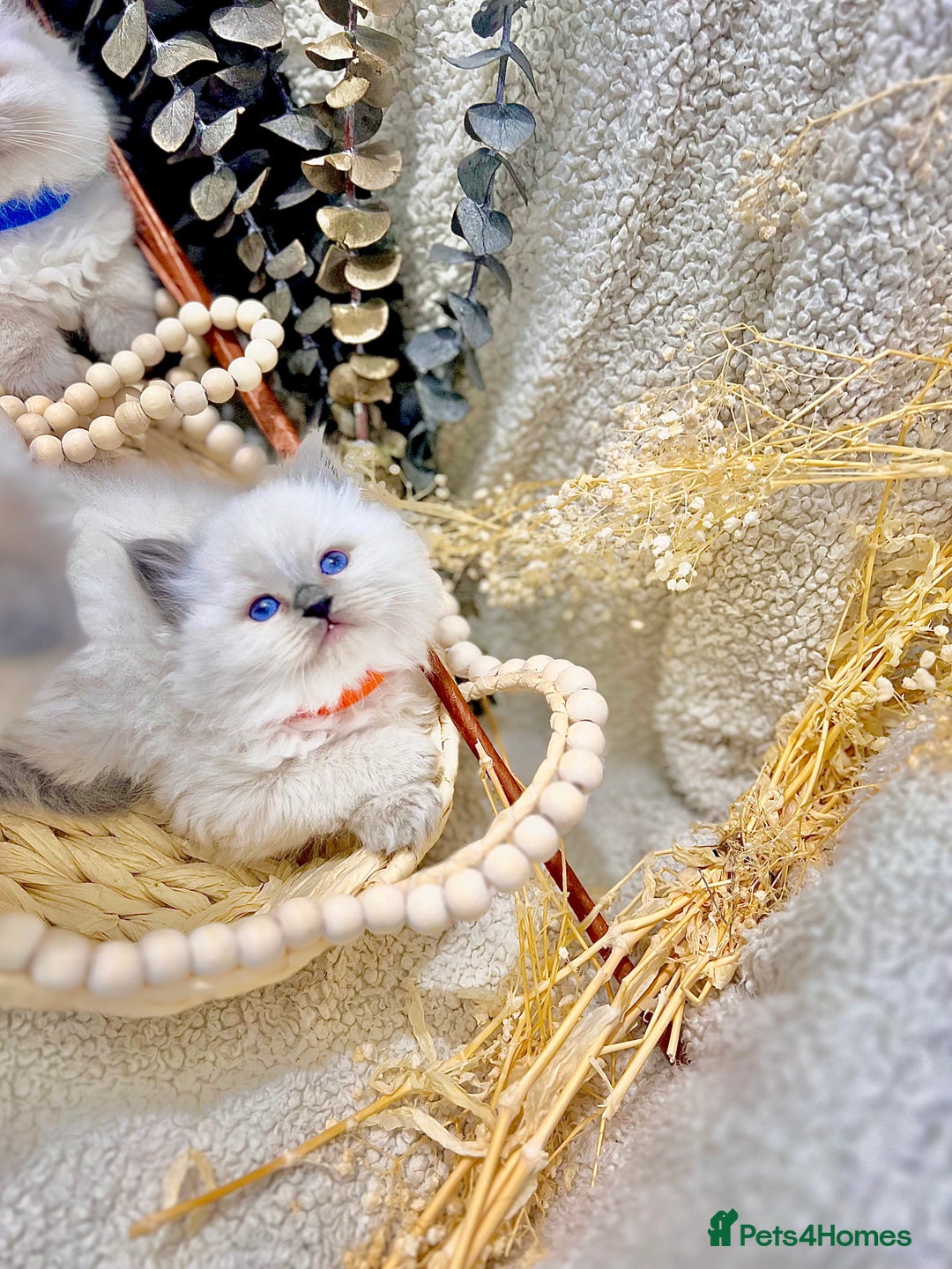 Ragdoll cats for sale: Hello Ragdoll lover‼️ - Advert 12