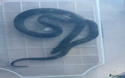 King Snake reptiles for sale: Pair of Mexican black kingsnake - Image 5