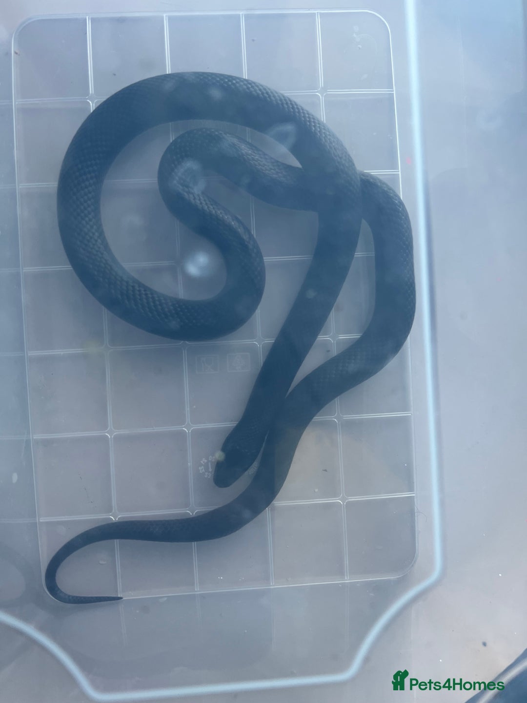 King Snake reptiles for sale: Pair of Mexican black kingsnake - Image 5