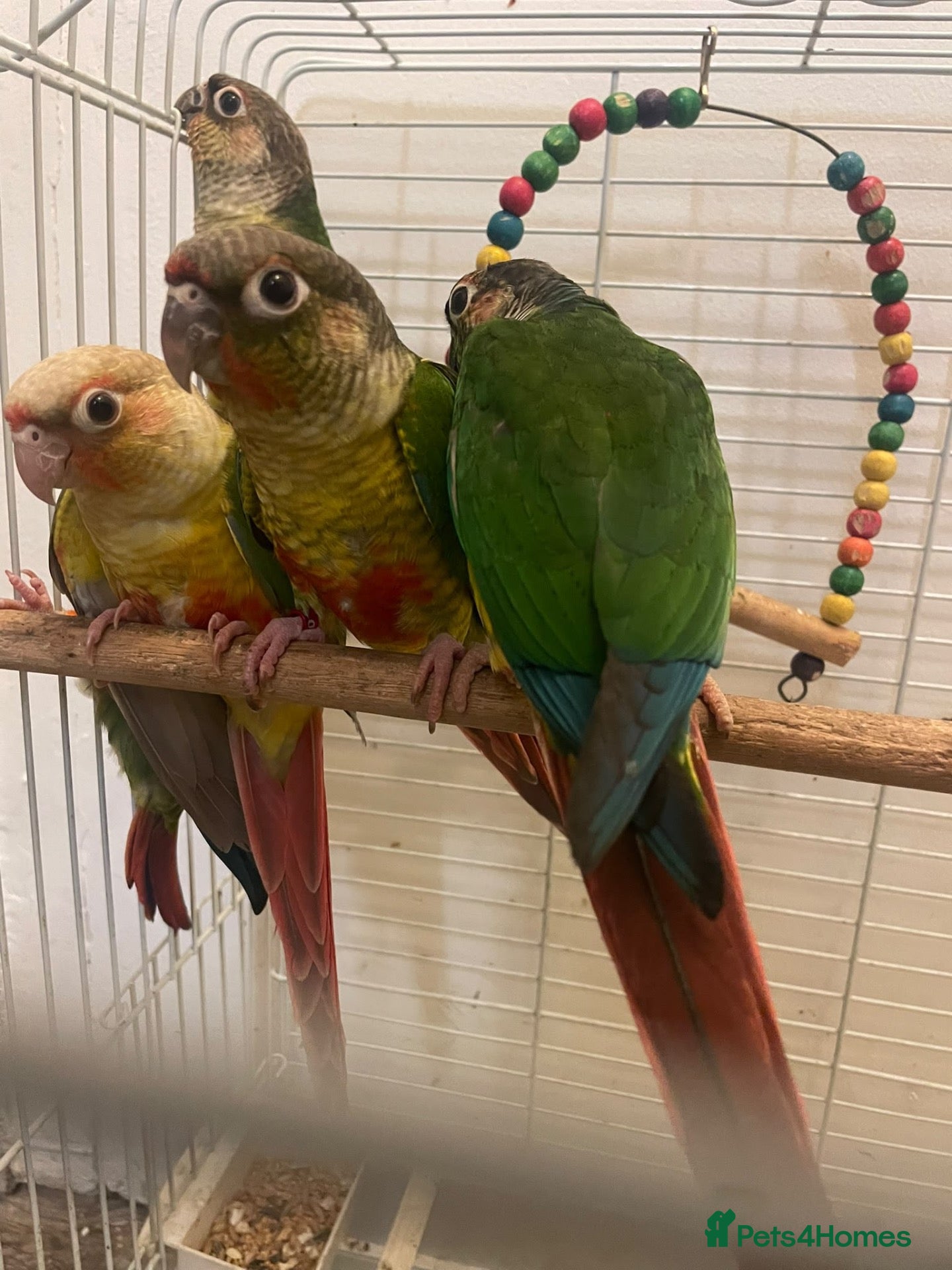 Conures birds Conures  - Advert 1
