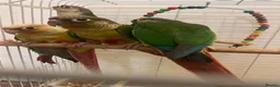 Conures birds for sale: Conures  in Barking - Advert 1