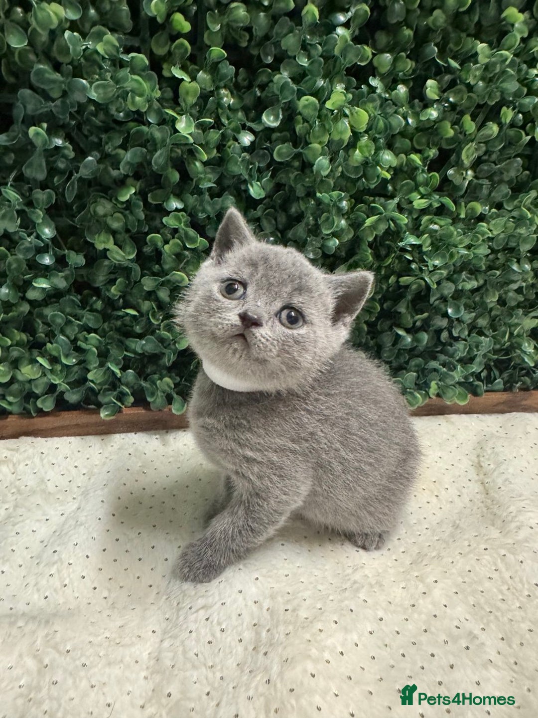 British Shorthair cats for sale: 💕British Shorthair Blue Kittens💕 - Advert 10