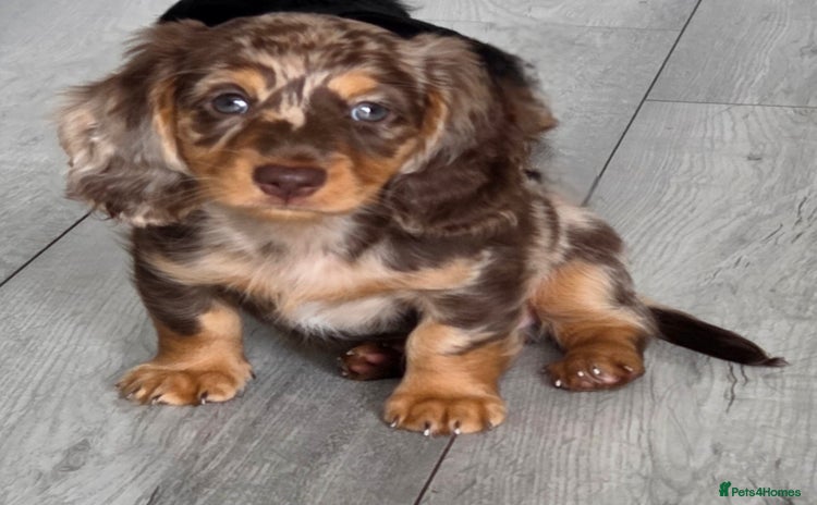 Miniature Dachshund dogs - Advert 14