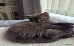Persian cats for sale: Half persian fluffy kittens - Image 8