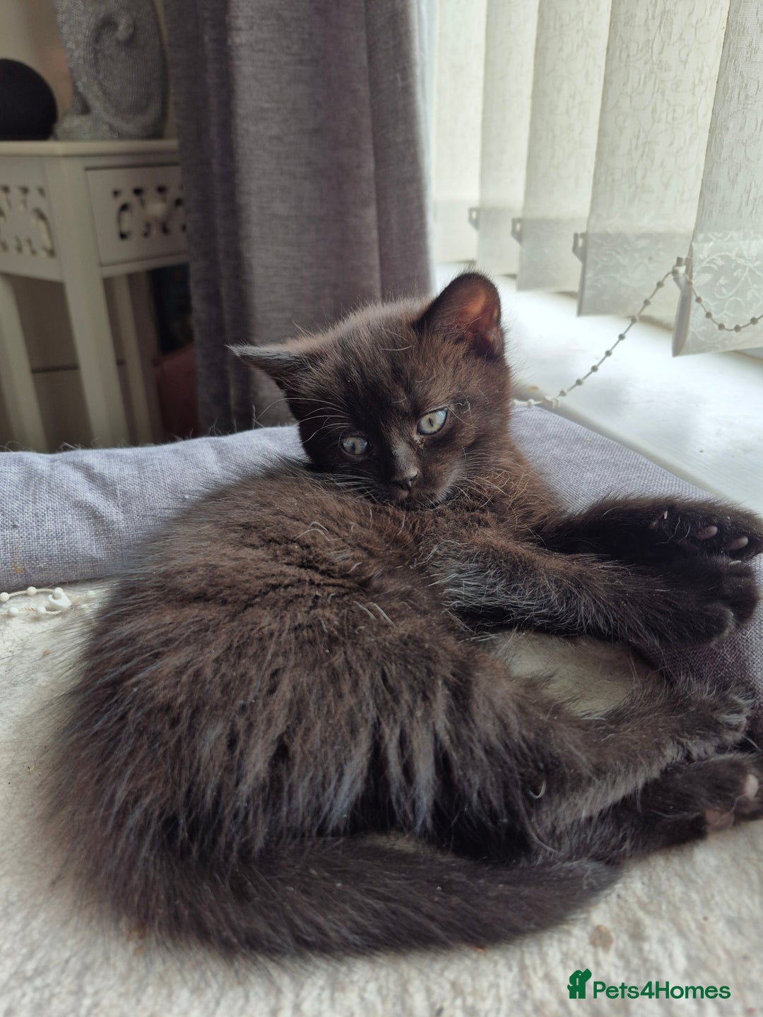 Persian cats for sale: Half persian fluffy kittens - Image 8