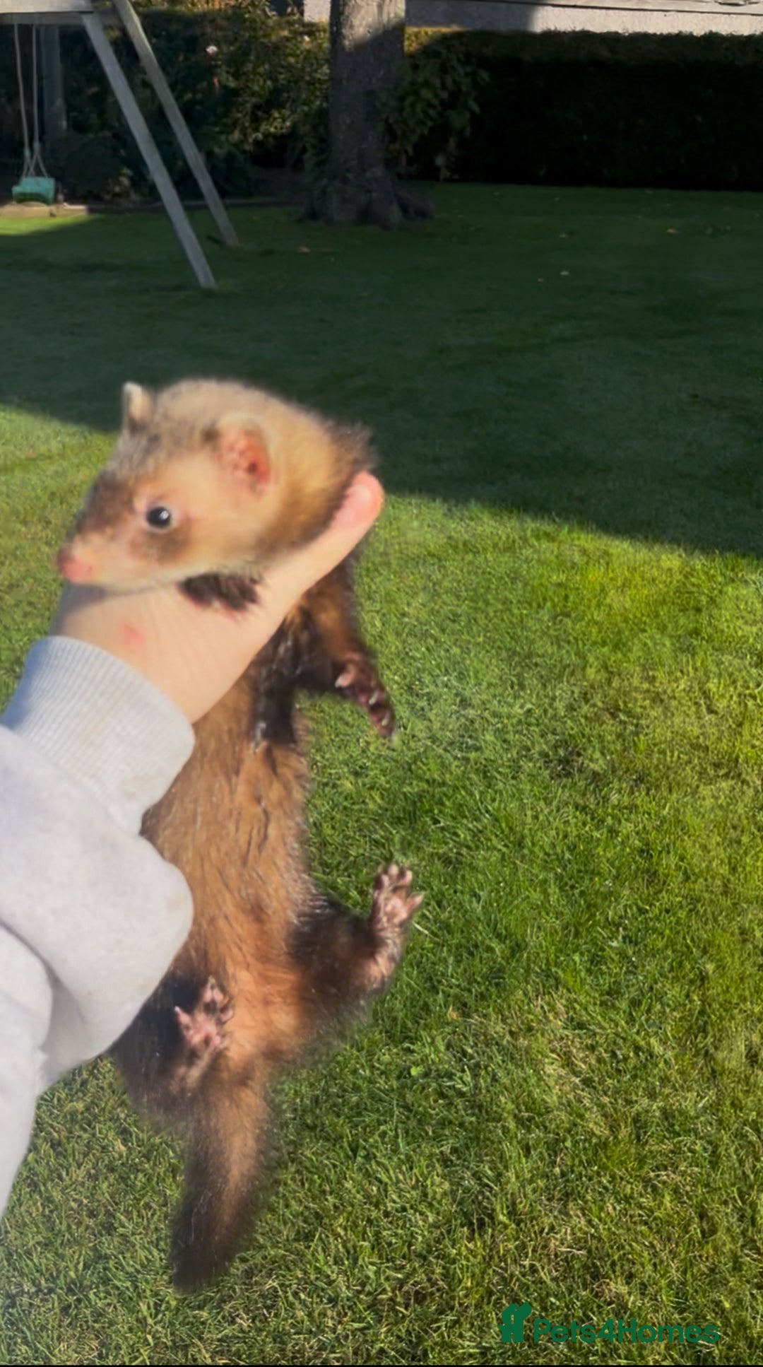 Ferret rodents for sale: 3 jill ferrets - Image 4