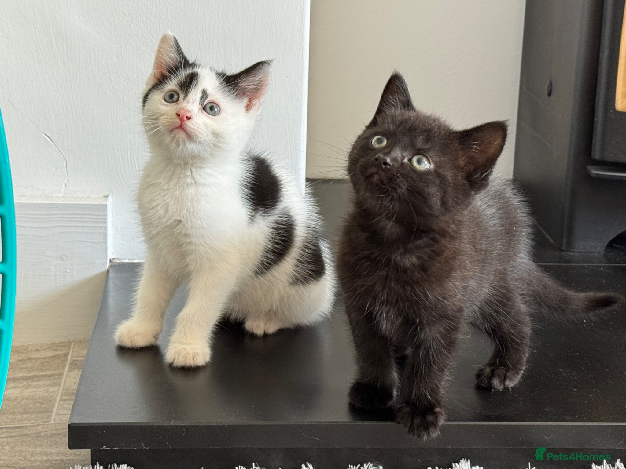 Persian cats for sale: Kittens ready to go  - Advert 6