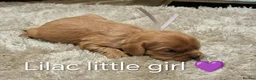 Cavalier King Charles Spaniel dogs for sale: DNA TESTED CAVALIER KING CHARLES  - Advert 22