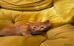 Mixed Breed cats for sale: Sweets in their pure form and without calories. - Image 7