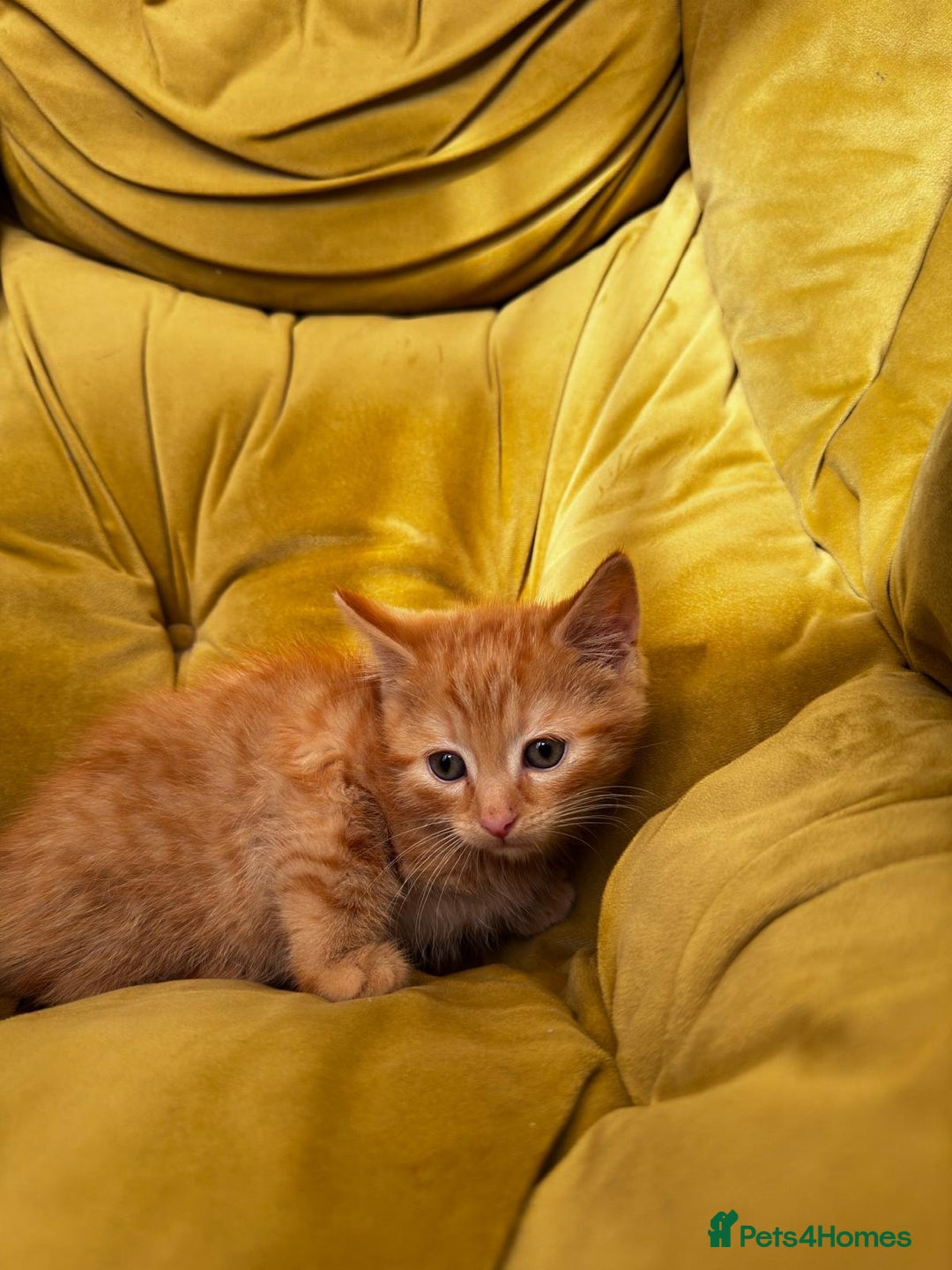 Mixed Breed cats for sale: Sweets in their pure form and without calories. - Image 7