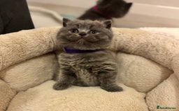 British Shorthair cats for sale: British Shorthair Blue 3 Girls GCCF registered  - Image 10