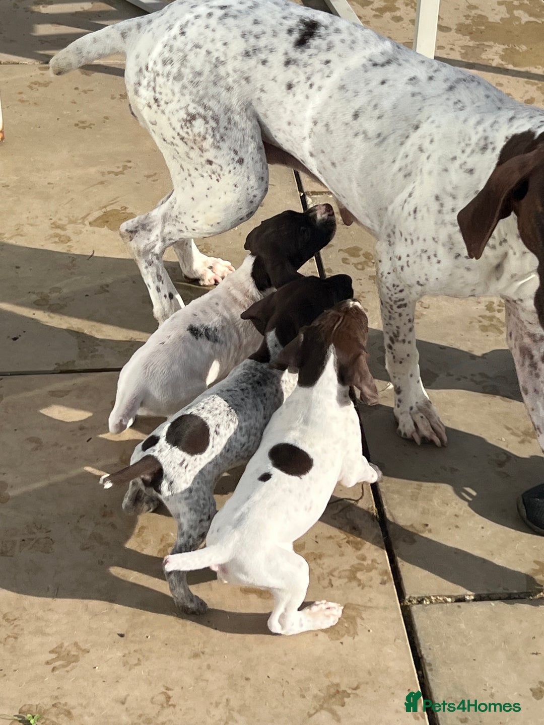 German Shorthaired Pointer dogs for sale: Gsp pups  - Image 8