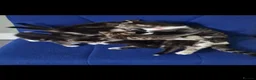 Mixed Breed cats for sale: 🩷 Tabby Kittens 🩷 - Advert 1