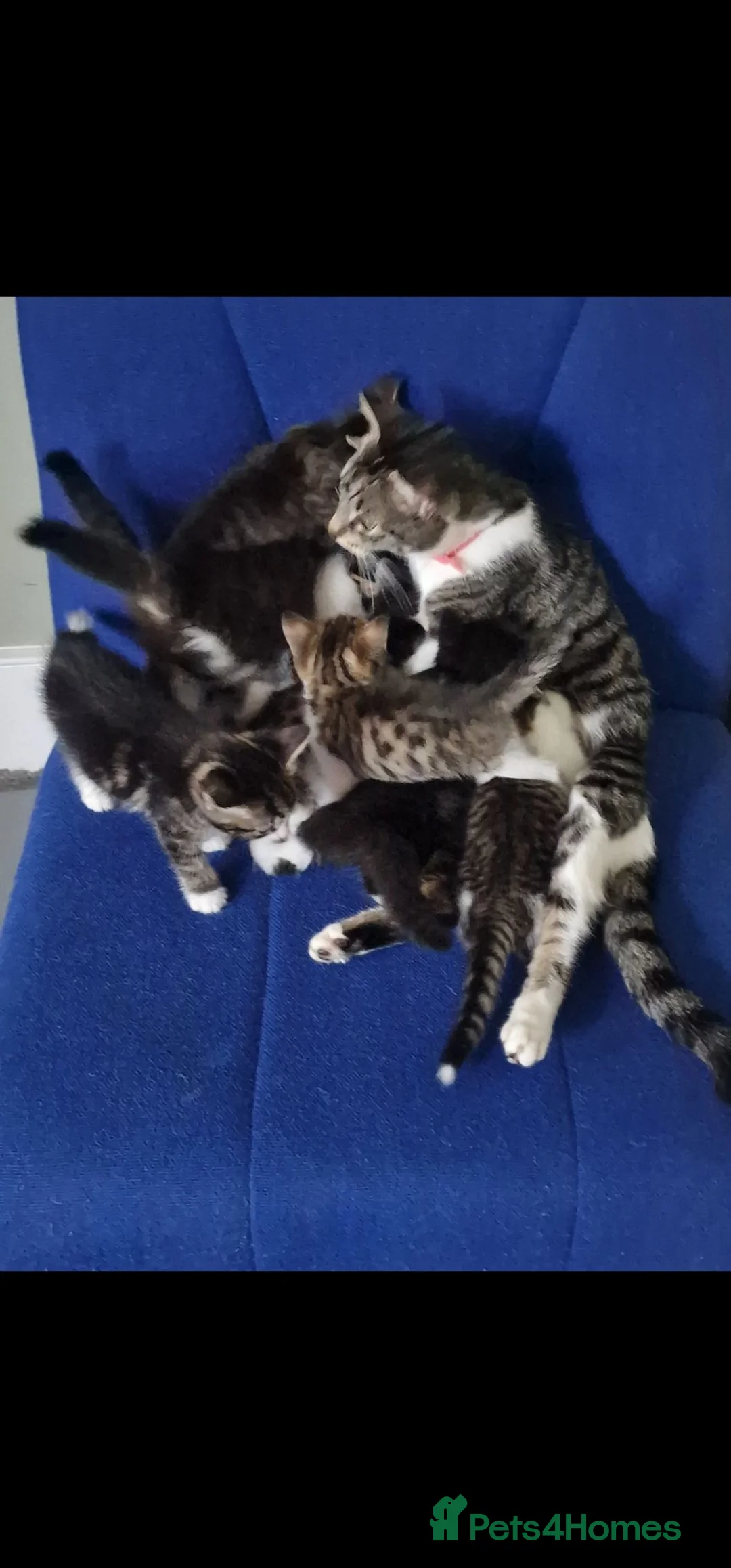 Mixed Breed cats for sale: 🩷 Tabby Kittens 🩷 - Advert 1