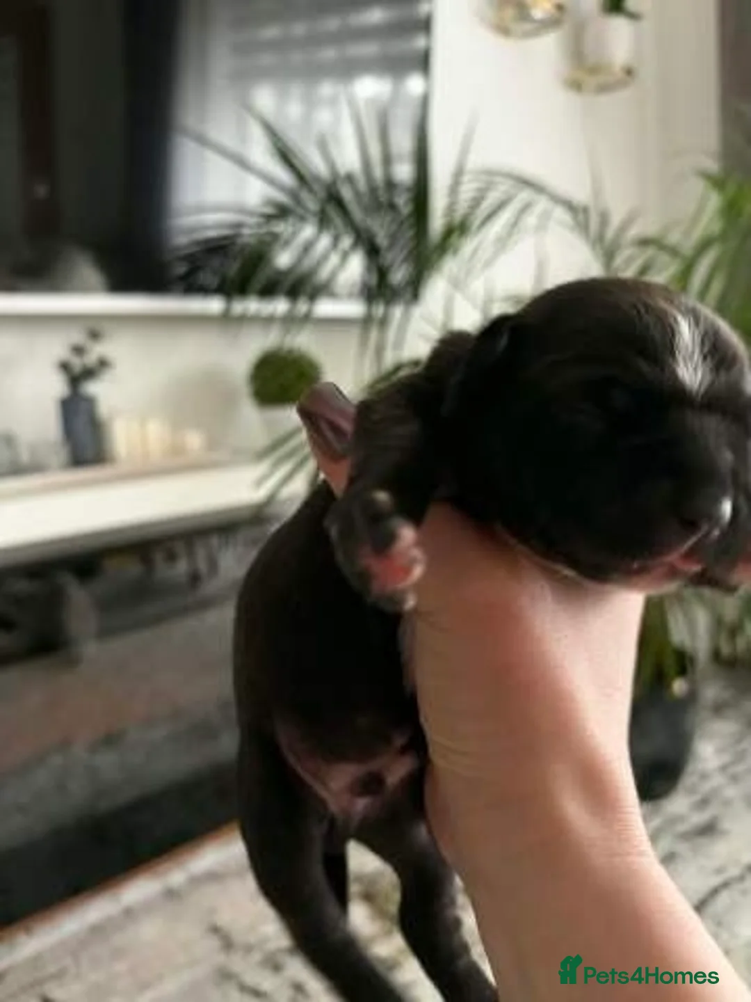 Staffordshire Bull Terrier dogs for sale: Stunning 100% Outstanding Staffy Puppies  - Advert 7