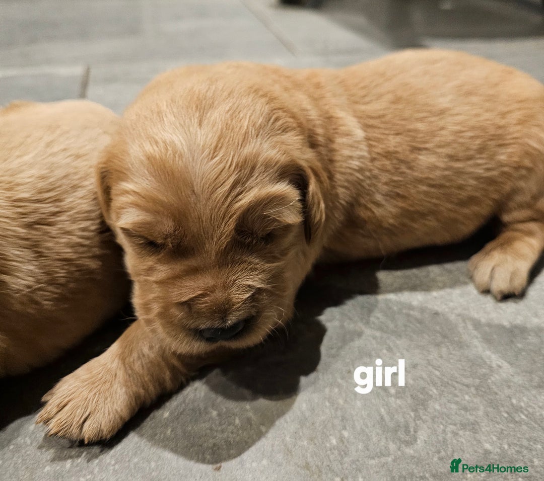 Golden Retriever dogs for sale: KC registered pedigree Golden Retriever pups - Image 12