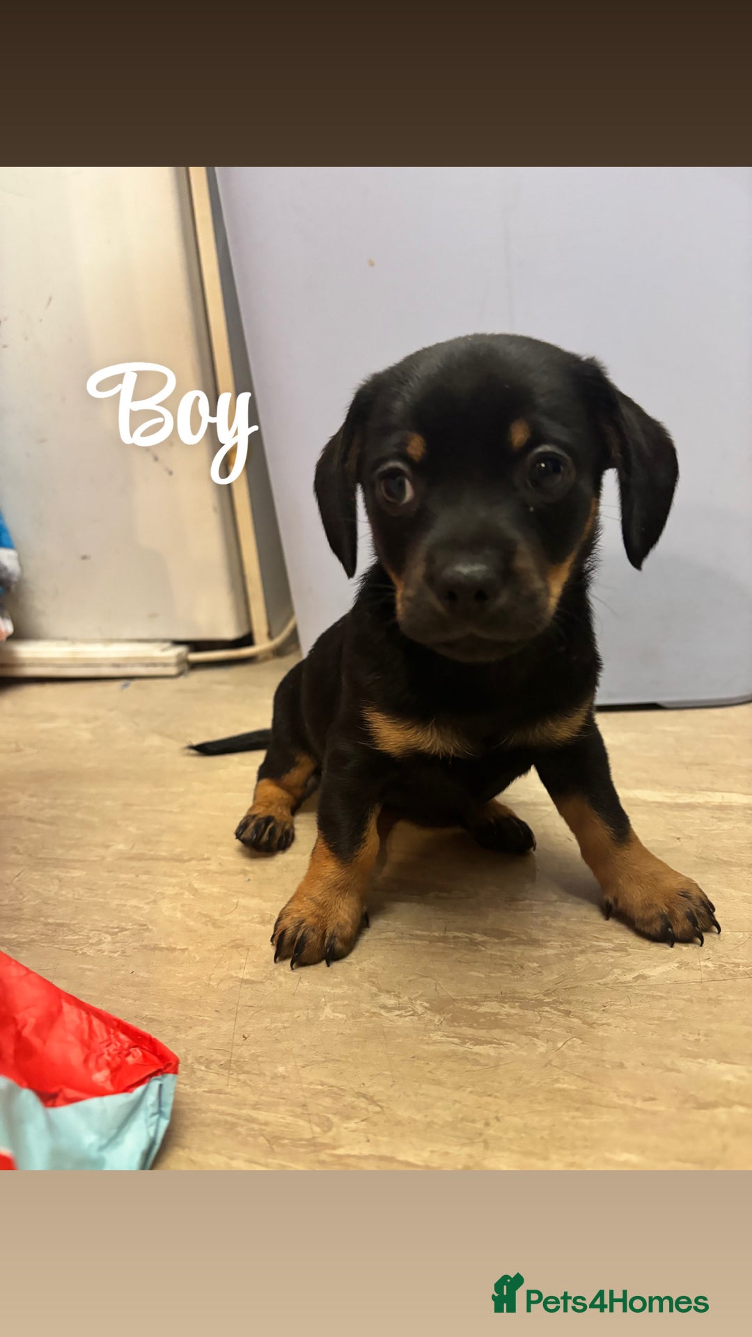 Chiweenie dogs for sale: Dachshund x chihuahua puppies  - Image 7