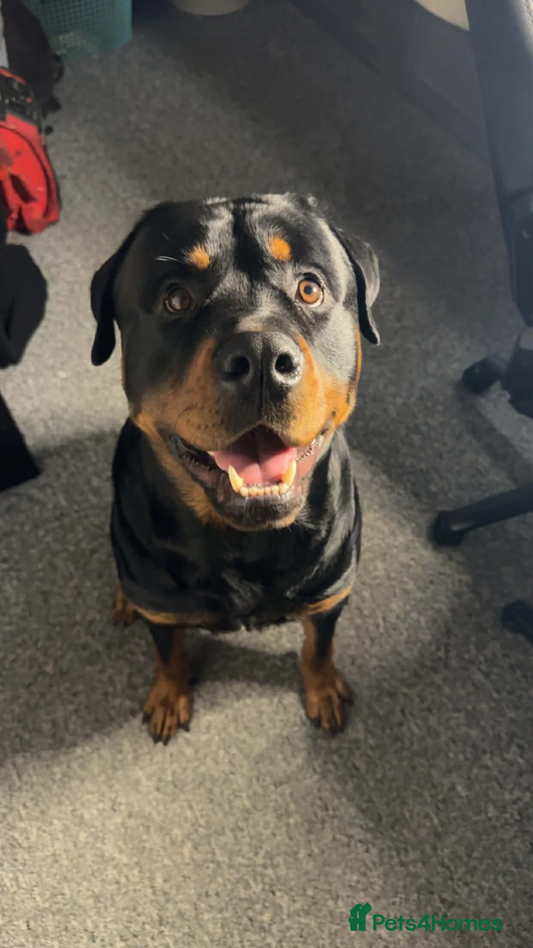 Rottweiler dogs for stud: Rottweiler available for stud in Mansfield - Advert 1