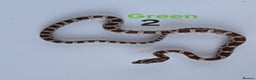 Corn Snake reptiles for sale: Baby Cornsnakes  - Advert 6
