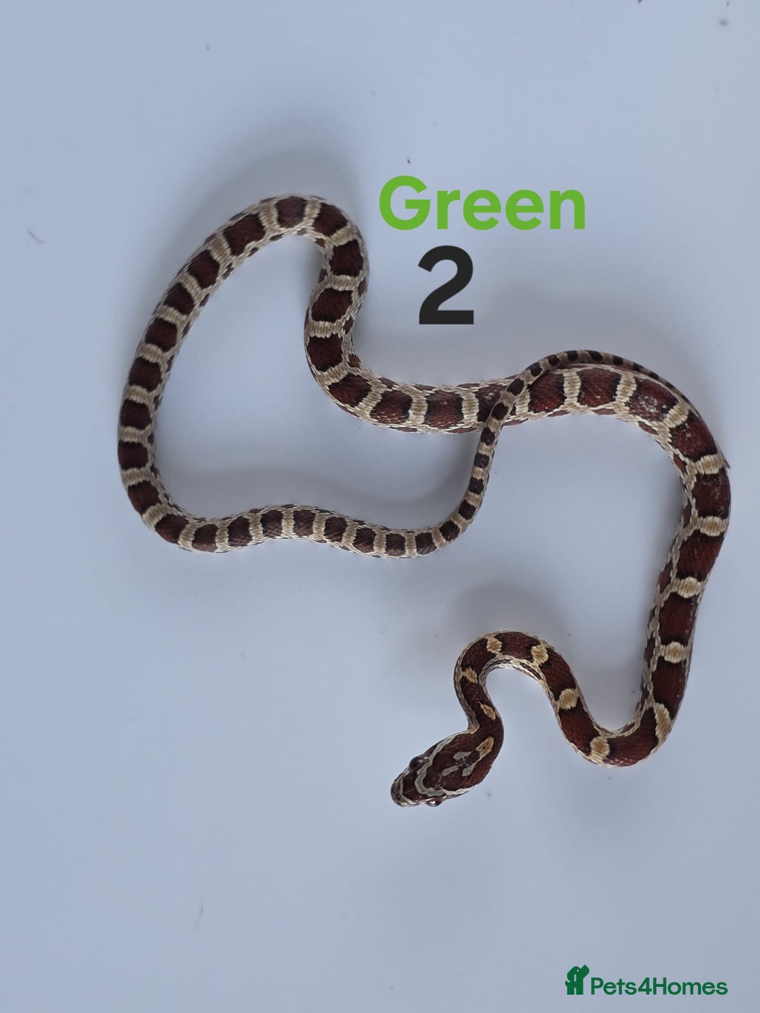 Corn Snake reptiles for sale: Baby Cornsnakes  - Advert 6