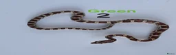 Corn Snake reptiles for sale: Baby Cornsnakes  - Advert 5