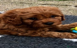 Miniature Poodle dogs for stud: Extensively Health Tested Deep Red Mini Poodle in Mansfield - Image 10